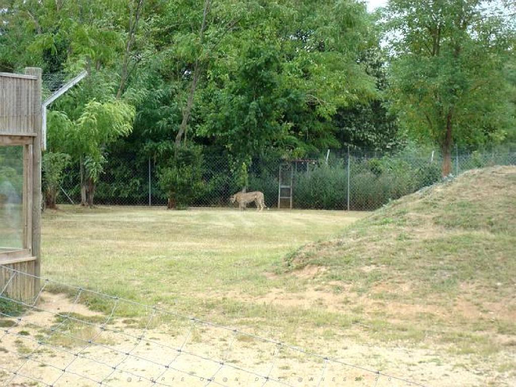 149 BIO PARC DE DOUE LA FONTAINE 3- 2016_000017.jpg